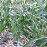 Leaves drooping after frost on daylilies.