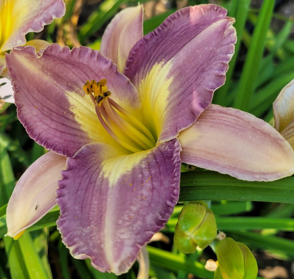 Paint By Numbers Purple Applique Daylily