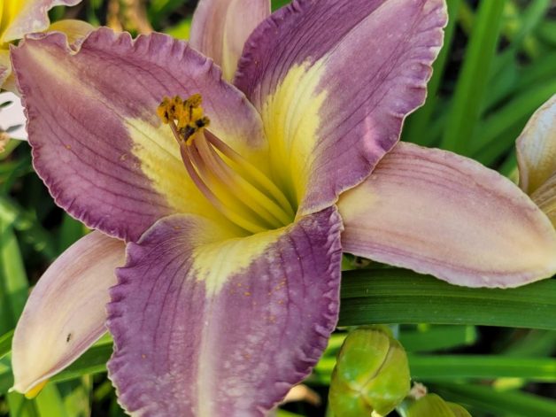 Paint By Numbers Purple Applique Daylily