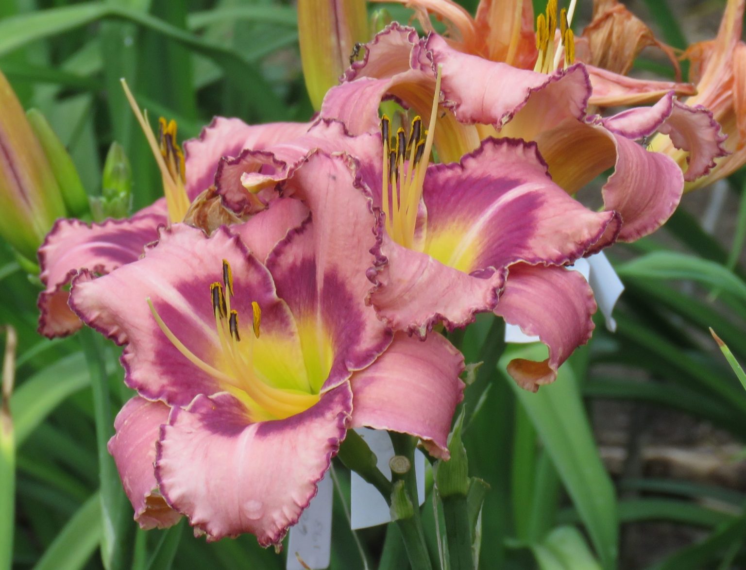 Giggle Creek purple daylily for sale from lilyfield farm canada