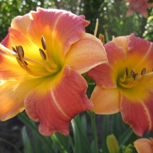 Prairie Blossoms Daylily