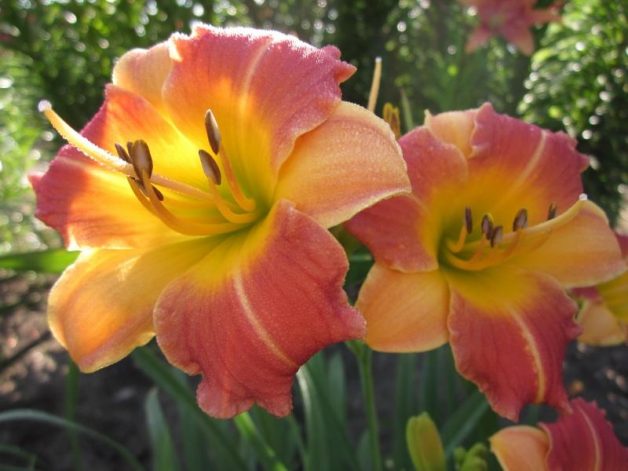 Prairie Blossoms Daylily
