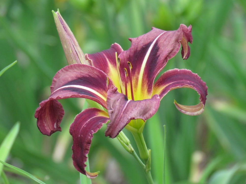 Daylily Creature of the Night