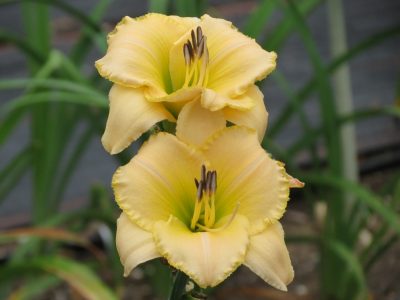 Wildly Content Daylilies