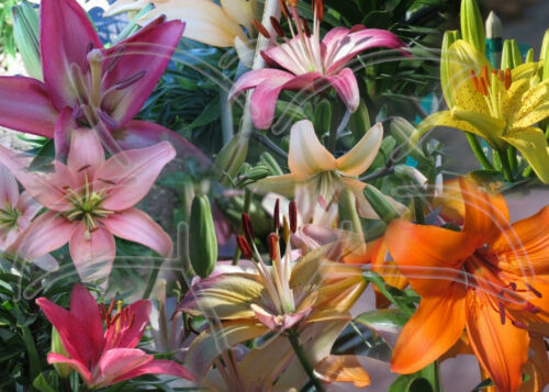 10 asiatic lily seeds from Lilyfield Farm. Buy Lily Seed in Canada