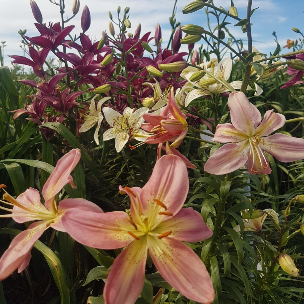 1 packet of Hardy Mixed Asiatic Lily Seeds 30 seeds Lilyfield Farm