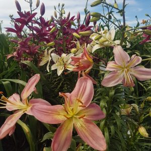 Lily Seed Mix 30 Lilyfield Farm Seeds for sale Canada