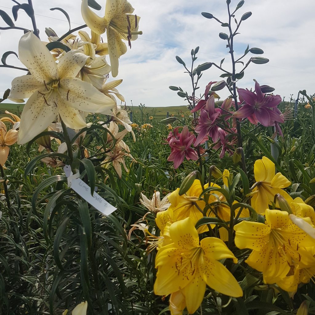 1 packet of Hardy Mixed Asiatic Lily Seeds 30 seeds Lilyfield Farm