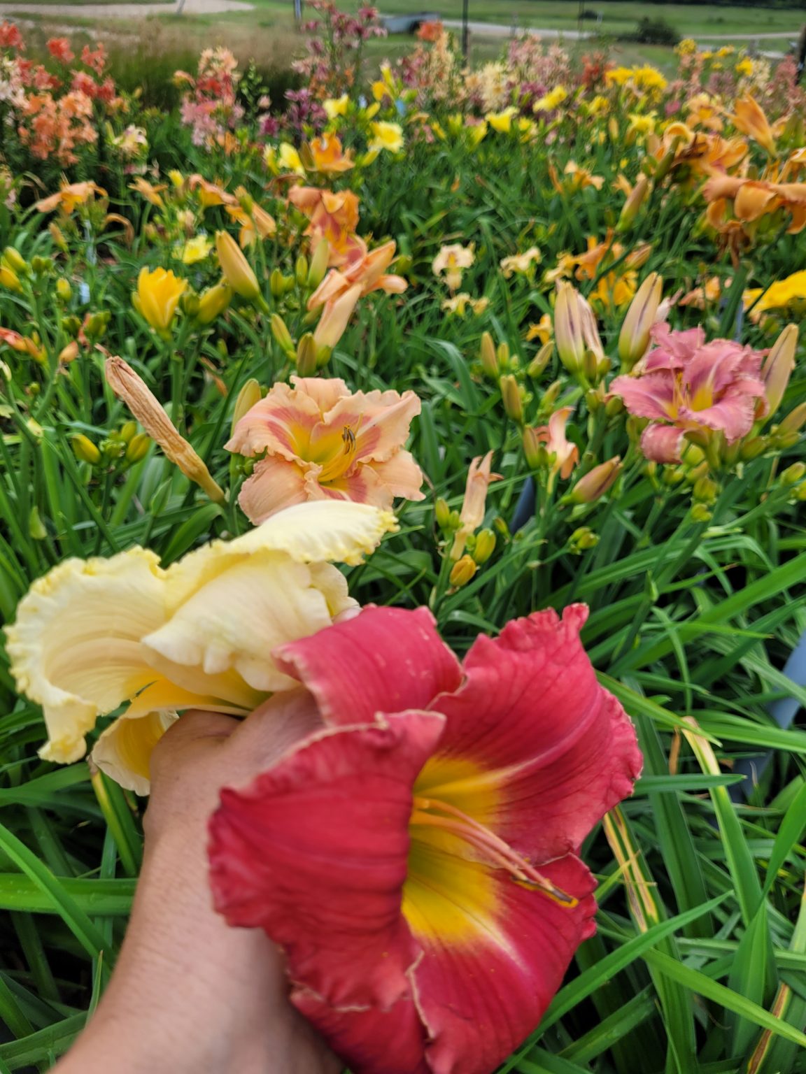 Daylily Seed for sale Canada