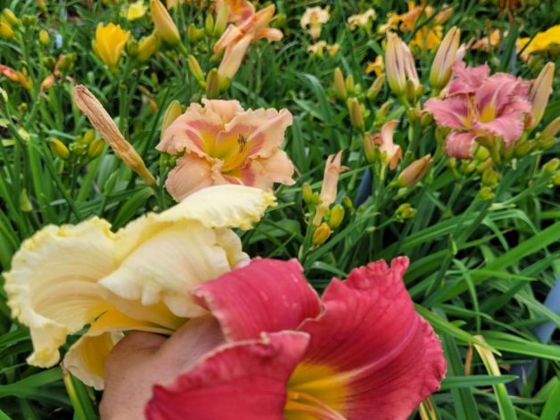 Daylily Seed for sale Canada