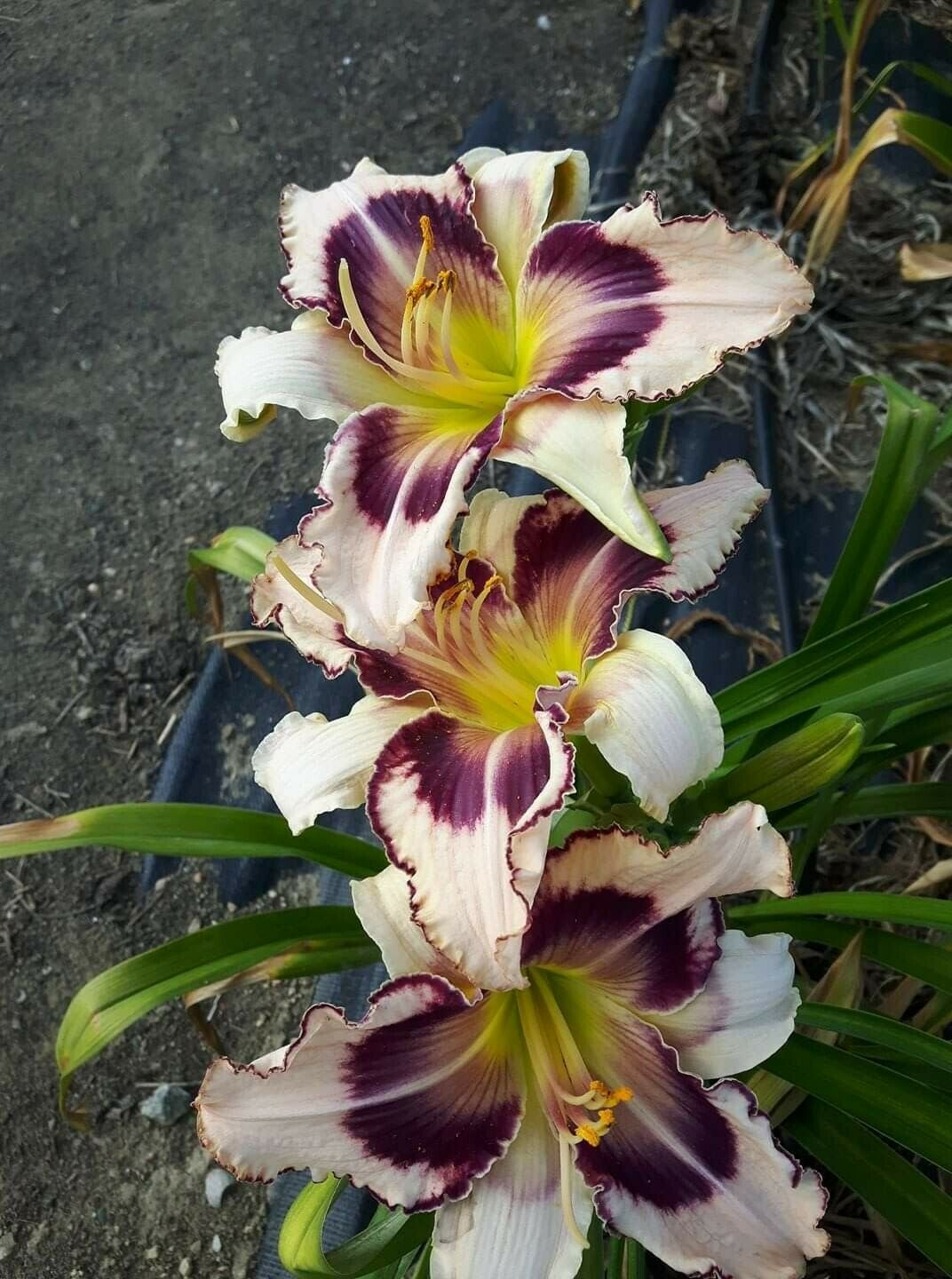 Jag x Linley Daylily Seeds 15 Seeds