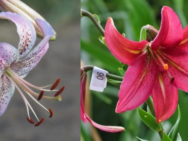 affection x (Baby Pink Bells x Lily Simonet) seeds
