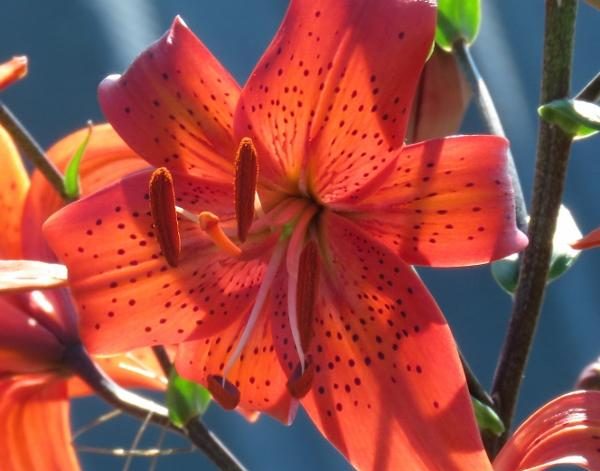 Orange tiger lily type seed for sale
