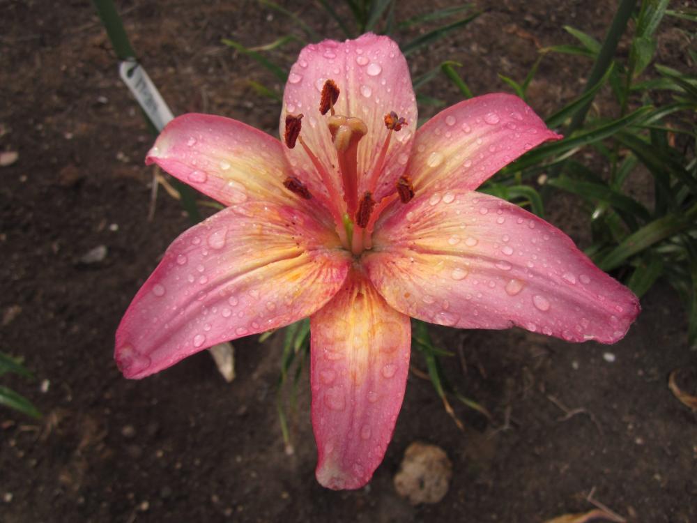 Pink Asiatic Lily Seed Saskatchewan for sale