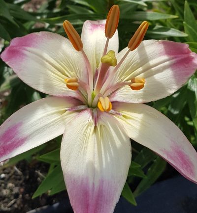 pink and white lily