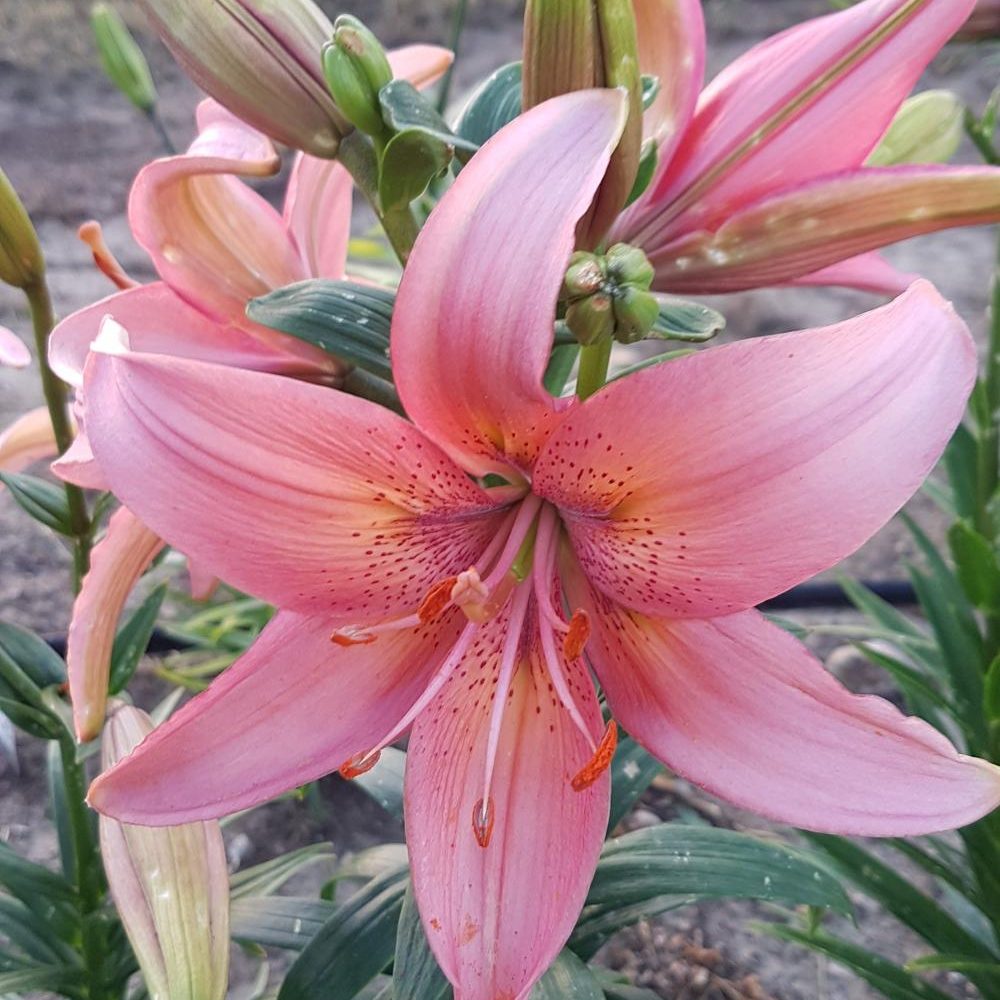Pink Asiatic lily seed for sale Lilyfield Farm canada