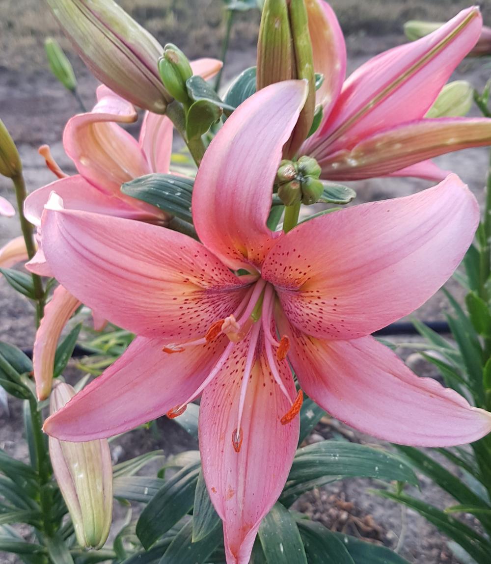 Pink Asiatic lily seed for sale Lilyfield Farm canada