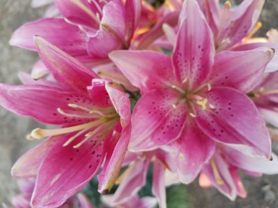 pink Asiatic group lilies