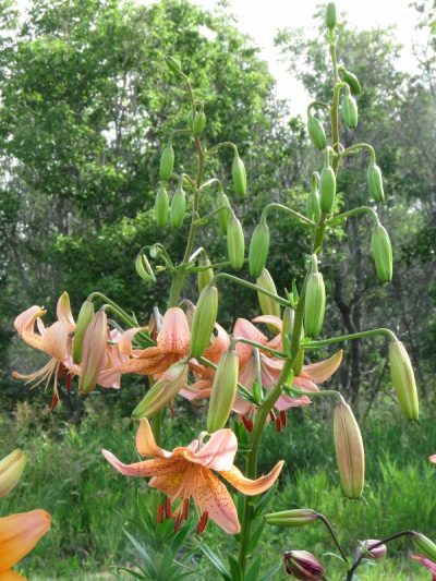 lily seed for sale in Canada Lilyfield Farm