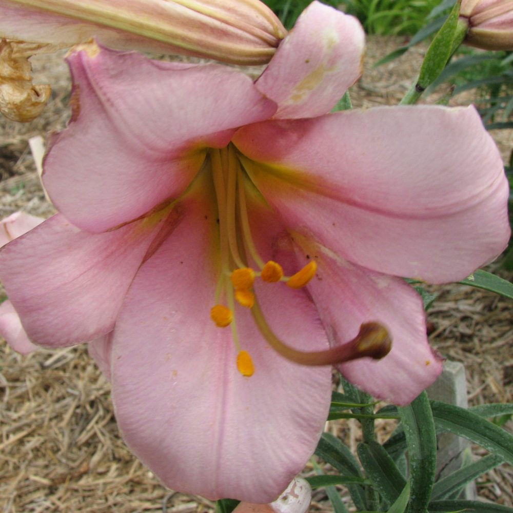 Trumpet Seedling pink lily Saskatchewan