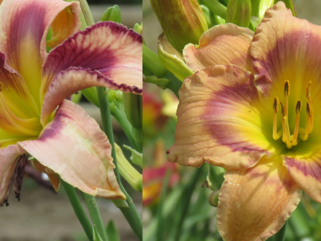 River Walks and lattes Daylily x Go1 seedling