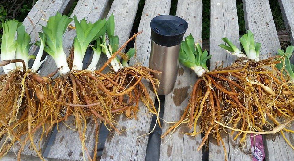 Daylily roots tubers bulbs for sale in Canada.