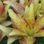 Devilled Eggs Asiatic Lily Lilyfield Farm Lily Bulbs for Sale