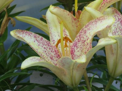 Devilled Eggs Asiatic Lily Bulb Faded Flower