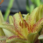 Devilled Eggs Asiatic Lily Bulb New Flower Lilyfield Farm for sale