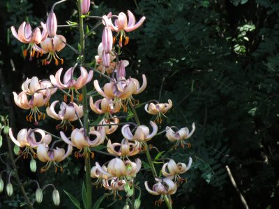 Sweet Betsy Pink Martagon Lily clump