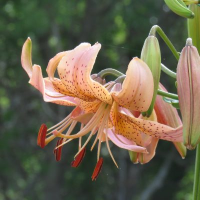 Peach / Salmon Perennial Lily Seeds -15- Asiatic lily seeds Canadian Grown Lilly