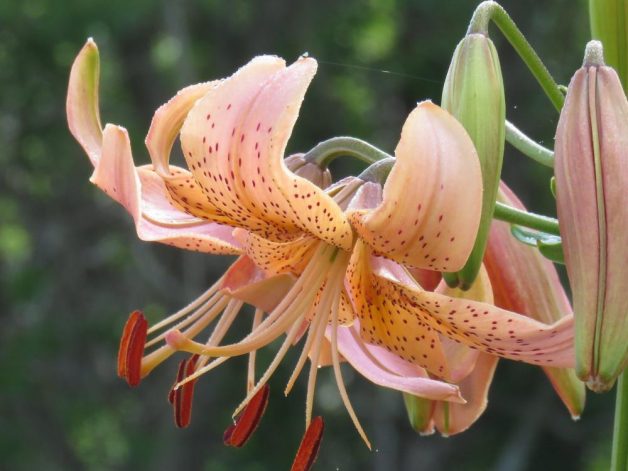 Peach / Salmon Perennial Lily Seeds -15- Asiatic lily seeds Canadian Grown Lilly