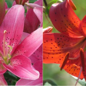 Pink x red orange lily seeds Canada Lilyfield Farm for sale