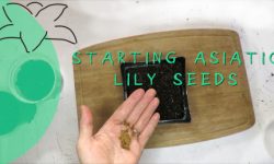 growing lily seeds at lilyfield farm