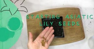 growing lily seeds at lilyfield farm