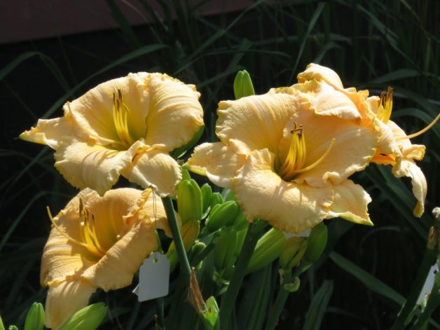 Wildly Content Daylily Perennial Plant For Sale Lilyfield Farm Saskatchewan Canada