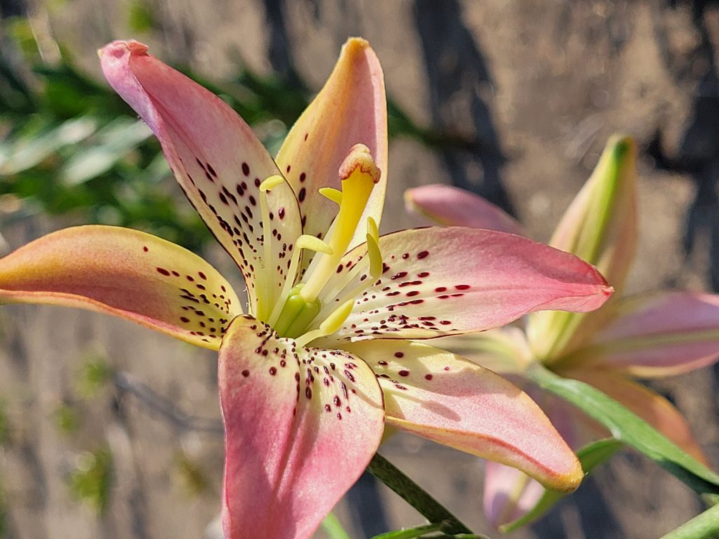 Lilyfield Farm – Lilies and daylilies on the Canadian prairies.