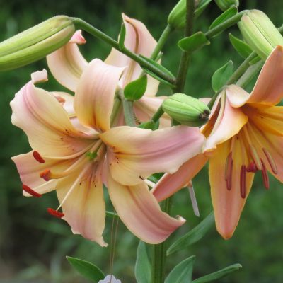 Pearl Jessica tetraploid asiatic lily for sale.