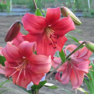 Pearl Loraine asiatic tetraploid red lily