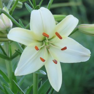 Pearl White Tetraploid cream lily