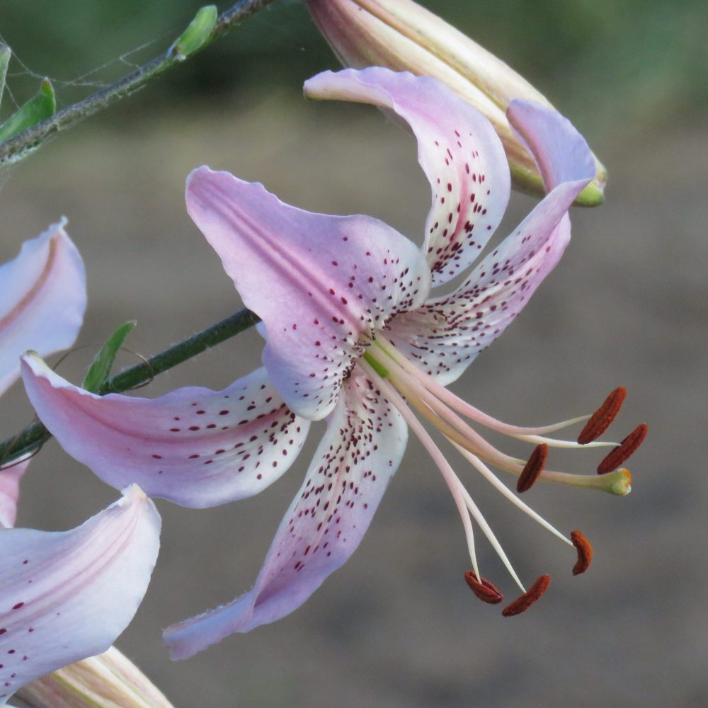Affection pink asiatic lily