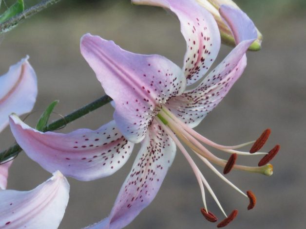 Affection pink asiatic lily