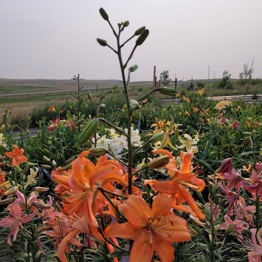 Orange lily thank you seedling lilyfield farm 2021 Cheryl Siemens Saskatchewan