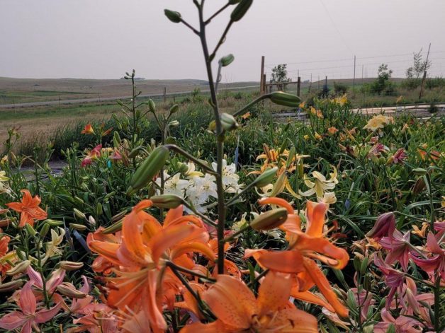 Orange lily thank you seedling lilyfield farm 2021 Cheryl Siemens Saskatchewan