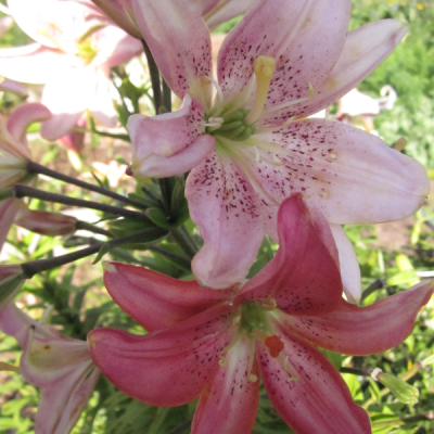Baby pink bells sdlng pollenless lily seed