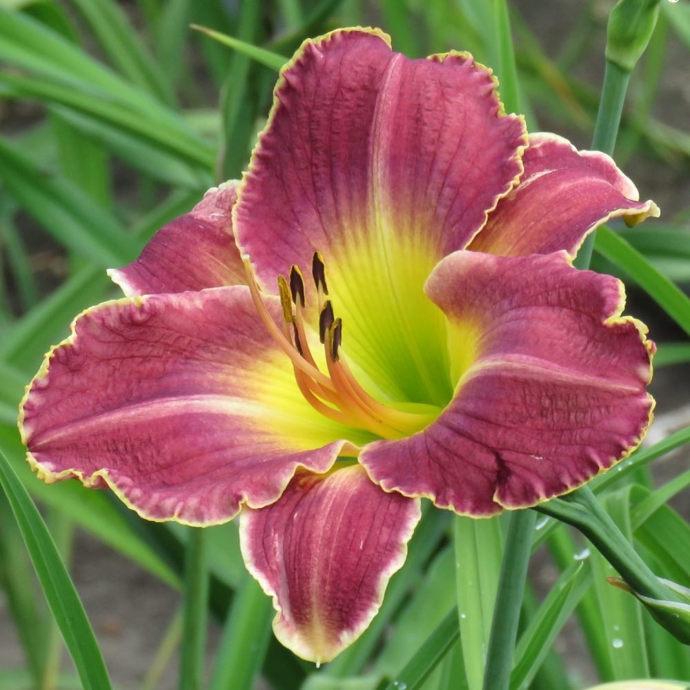 Candlelight and Cabernet daylily for sale hardy canada zone 3 Lilyfield Farm for sale