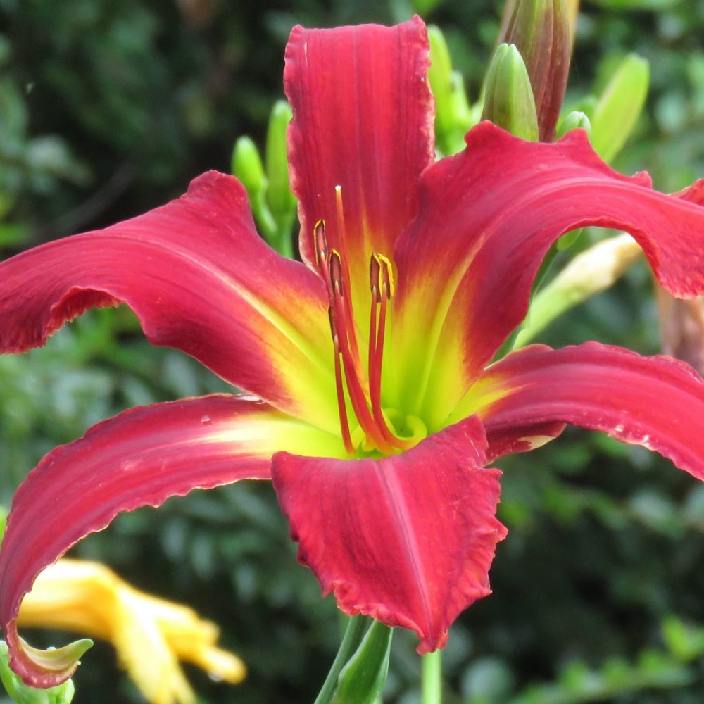 Heavenly United We Stand Red Daylily Canada Hardy Zone 2 Lilyfield Farm for sale