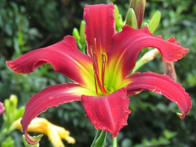 Heavenly United We Stand Red Daylily Canada Hardy Zone 2 Lilyfield Farm for sale