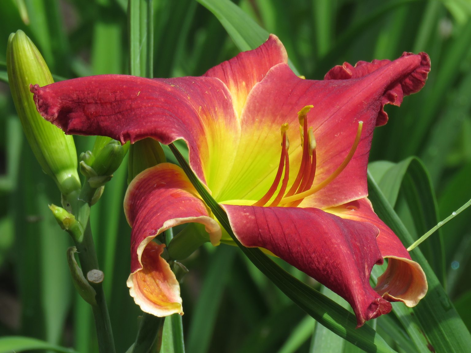 Whip City Cuddly Kitty Hardy Red Daylily for sale from Canada Lilyfield Farm