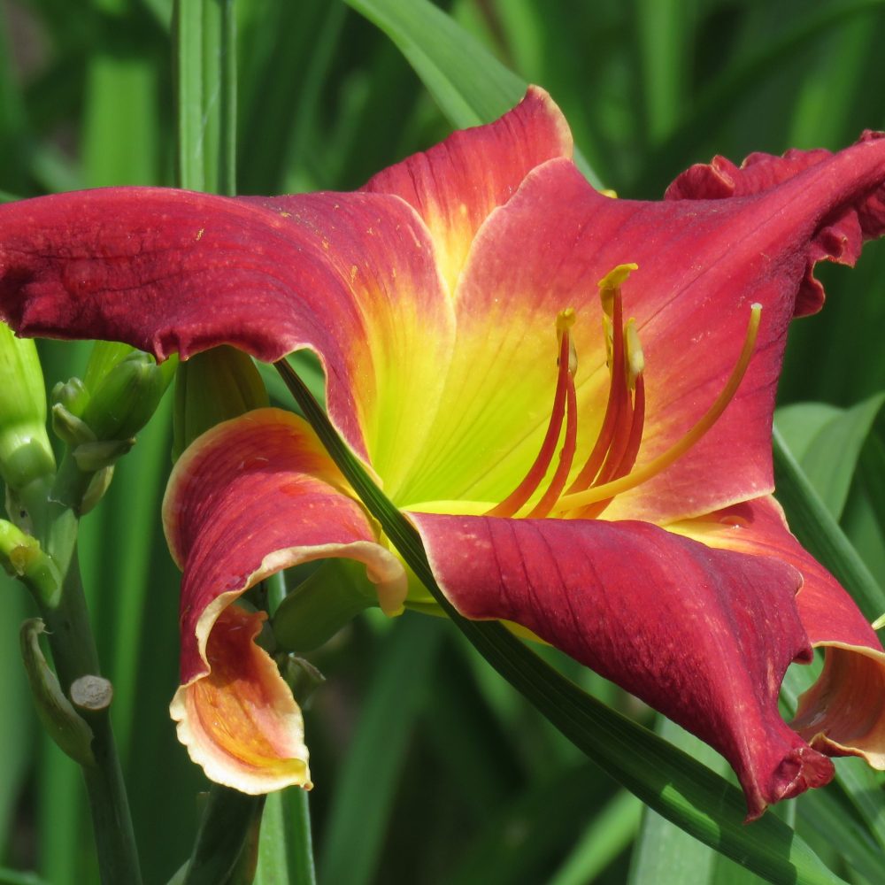 Whip City Cuddly Kitty Hardy Red Daylily for sale from Canada Lilyfield Farm